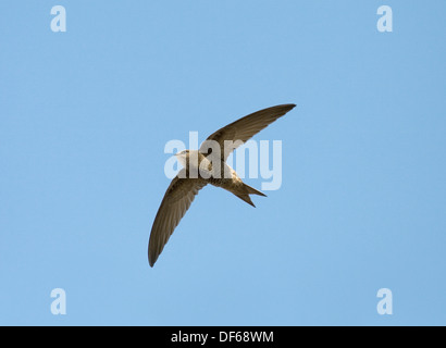 Pallid Swift - Apus pallidus Stockfoto