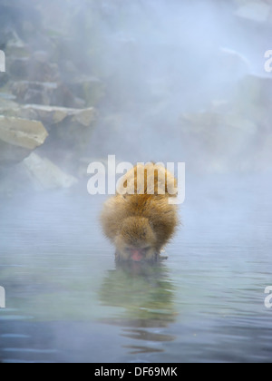 Japanischen Makaken (Snow Monkey) trinken aus den heißen Quellen im Jigokudani Park in der Nähe von Nagano, Japan Stockfoto