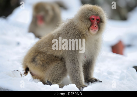 Japanischen Makaken (Snow Monkey) im Jigokudani Park in der Nähe von Nagano, Japan Stockfoto