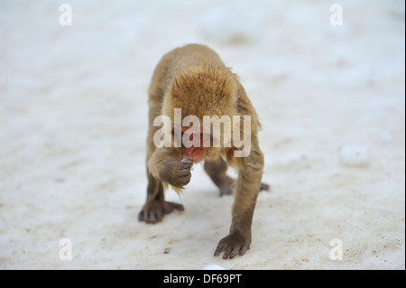 Junge japanische Makaken (Snow Monkey) in Hotspring im Jigokudani Park in der Nähe von Nagano, Japan Stockfoto