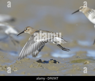 Alpenstrandläufer Calidris alpina Stockfoto