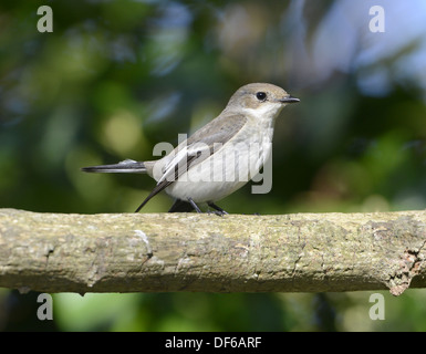 Pied Flycatcher Ficedula hypoleuca Stockfoto