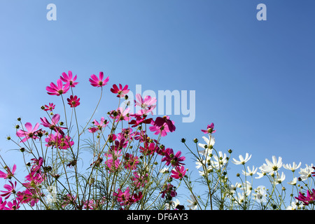 Kosmos Blume vor klaren blauen Himmel Stockfoto