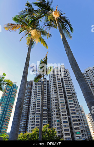 Große Wohnungen Blöcke an Aberdeen, Hong Kong mit Palmen. Stockfoto