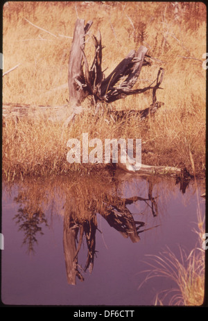 GROßE weiße Kiefer stumpf im Moor IN den ADIRONDACK SCHUTZWALD Elch FLUSSEBENEN 554742 Portrait Stockfoto