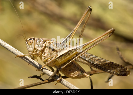 Männliche dunkle Bush Cricket (Pholidoptera Sabulosa) Stockfoto