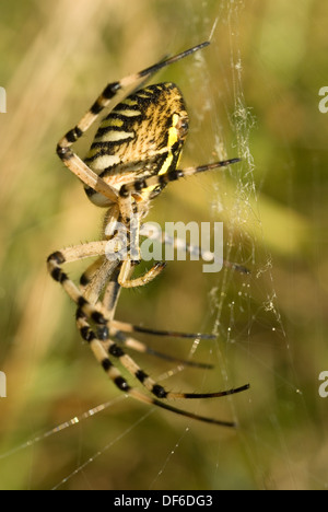 Weibliche Wasp Spider (Argiope Bruennichi) Stockfoto