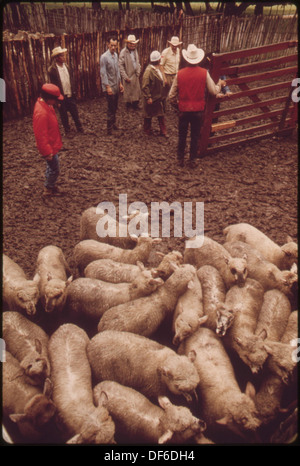 Laden von Schafen für Rückkehr zur Weide oder Schlachten von einer RANCH in der Nähe von LEAKEY, TEXAS, und SAN ANTONIO 554886 Portrait Stockfoto