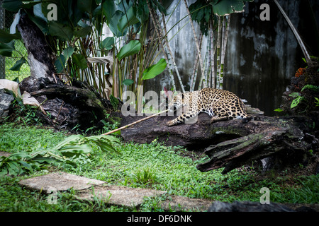 Ein Jaguar namens Ancon ruht auf einem Baumstamm am Gipfel Gärten, Republik Panama, Mittelamerika Stockfoto