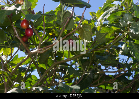 Tamarillo oder Baum Tomate Stockfoto