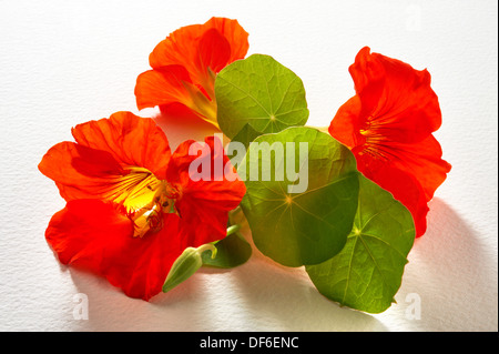 Frische blühende Kapuzinerkresse Blumen Stockfoto