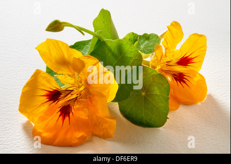 Frische blühende Kapuzinerkresse Blumen Stockfoto