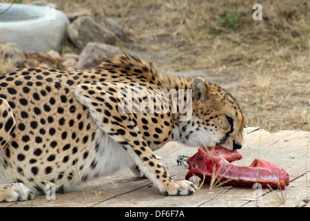Ein Gepard eine Stück Fleisch zu essen Stockfoto