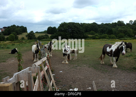 Arbeitspferde im Besitz von Reisenden St Pauls Cray Kent uk 2013 Stockfoto