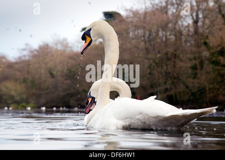 Schwan; Cygnus Olor; Tehidy Country Park; Cornwall; UK Stockfoto