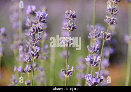 Lila Feld von biologisch angebauten blühenden Lavendel Stockfoto