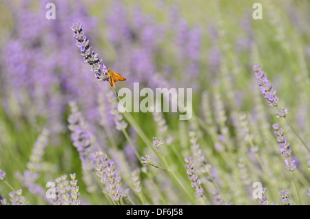 Schmetterling auf lila Bereich der biologisch angebauten blühenden Lavendel Stockfoto