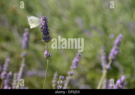 Schmetterling auf lila Bereich der biologisch angebauten blühenden Lavendel Stockfoto