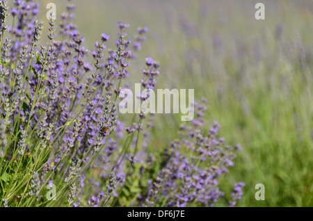 Lila Feld von biologisch angebauten blühenden Lavendel Stockfoto