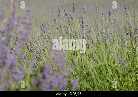 Lila Feld von biologisch angebauten blühenden Lavendel Stockfoto