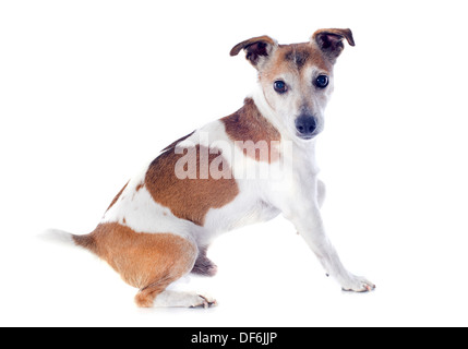 Porträt von einen reinrassigen jack Russel Terrier im studio Stockfoto