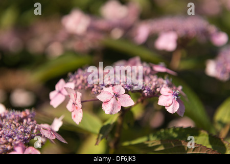 Japanische Hortensien Pflanze Blüte hautnah in voller Blüte Spätsommer Einstellung Sonnenschein Stockfoto