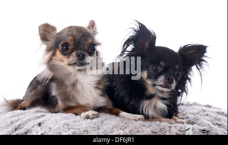 Porträt von Süße reinrassige Chihuahuas vor weißem Hintergrund Stockfoto