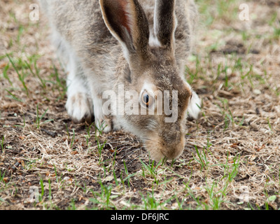 Eine Nahaufnahme von einer White-Tailed Jackrabbit (Lepus Townsendii), in seiner Sommerfell Essen Rasen. Stockfoto