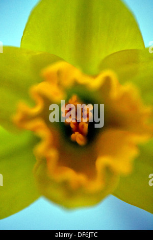 Makro-Bild von einer Narzisse Stockfoto