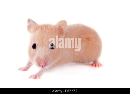 junge Hamster vor weißem Hintergrund Stockfoto