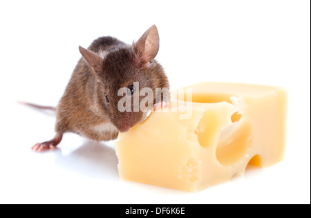 Maus und Käse vor weißem Hintergrund Stockfoto