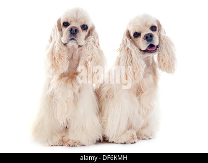 amerikanischer Cockerspaniel Spaniels vor weißem Hintergrund Stockfoto