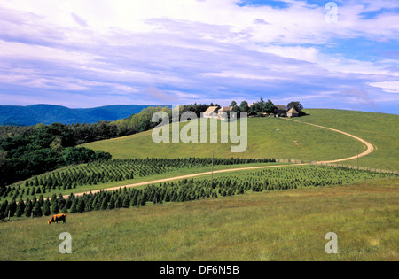 Idyllische Szene von Weidevieh am Spion laufen Gap auf der Blue Ridge Parkway, Virginia Stockfoto