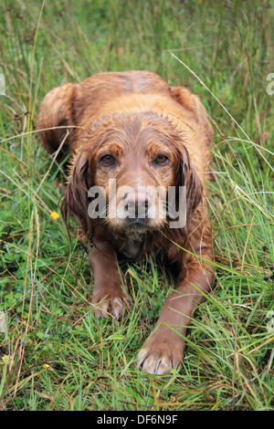 Rot beschichteten Retriever Hund nass nach dem Schwimmen in einem See, Irland. Stockfoto