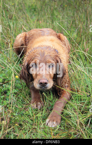 Rot beschichteten Retriever Hund nass nach dem Schwimmen in einem See, Irland. Stockfoto