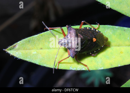 Rotbeinige Schild Bug Pentatoma Art Stockfoto