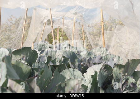 Zuteilung großflächigen Anbau von Brassica Ernte vorbereitet mit Reihen von Vlies-Schutz von Wind und Kohl Fliege frost Stockfoto