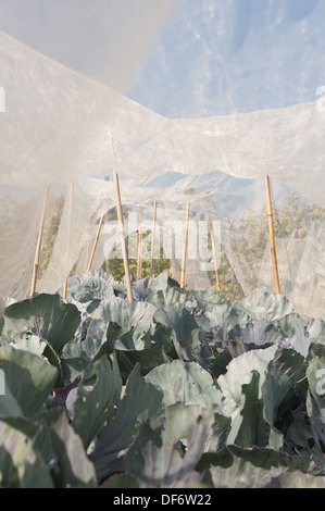 Zuteilung großflächigen Anbau von Brassica Ernte vorbereitet mit Reihen von Vlies-Schutz von Wind und Kohl Fliege frost Stockfoto