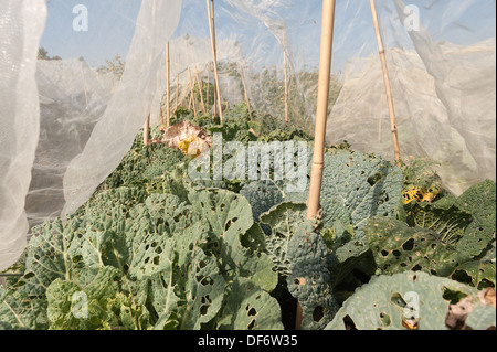 Zuteilung großflächigen Anbau von Brassica Ernte vorbereitet mit Reihen von Vlies-Schutz von Wind und Kohl Fliege frost Stockfoto