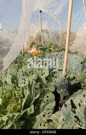 Zuteilung großflächigen Anbau von Brassica Ernte vorbereitet mit Reihen von Vlies-Schutz von Wind und Kohl Fliege frost Stockfoto