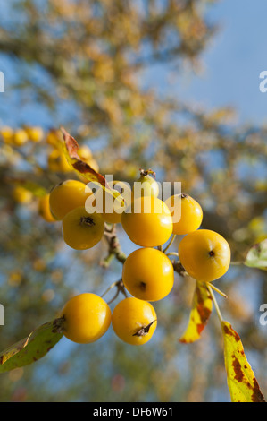 Holzapfels Malus X zumi Golden Hornet mit hellen gelben Reife Obst im Frühherbst Stockfoto