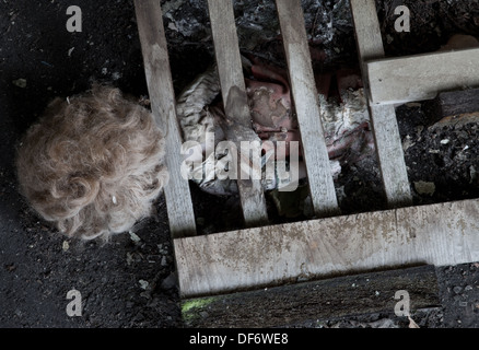 Kinderspielzeug, aufgegeben in einem Klassenzimmer in der Geisterstadt Prypjat, Ukraine Stockfoto