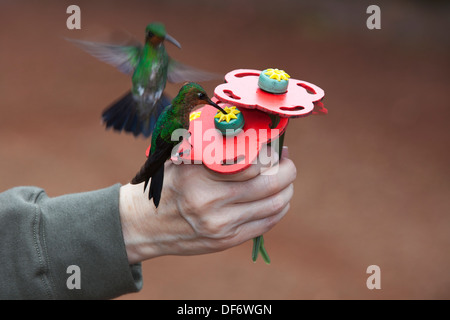 Eine Frau füttert zwei Kolibris von der Fütterung im Ökotourismus-Resort Costa Rica Stockfoto