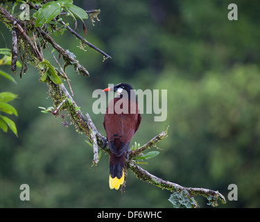 Montezuma Oropendola (Psarocolius montezuma) auf einem Baumzweig im nördlichen Regenwald Costa Ricas Stockfoto
