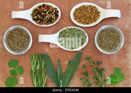 Auswahl von Kräutern und Gewürzen auf Porzellan Löffel auf Terrakotta Oberfläche Stockfoto