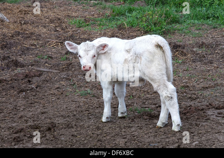 Junge weiße Kalb in einem Bauernhof in Rumänien Stockfoto