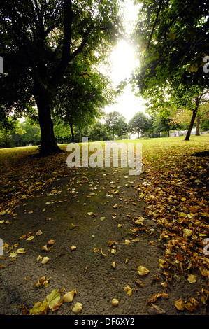 Allee der Bäume und gefallenen Herbst Blätter, Brooke Park, Derry, Londonderry, Nordirland. Stockfoto