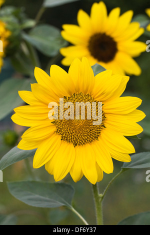 Helianthus Annuus. Sonnenblumen im Garten. Stockfoto