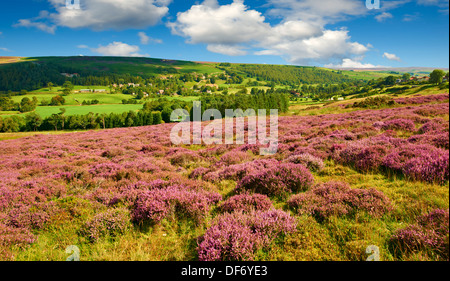 Heidekraut blühen auf dem Eskdale Tal Moor. Castleton, Eskdale, North Yorks National Park, North Yorkshire, England Stockfoto