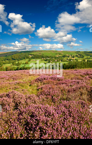 Heidekraut blühen auf dem Eskdale Tal Moor. Castleton, Eskdale, North Yorks National Park, North Yorkshire, England Stockfoto